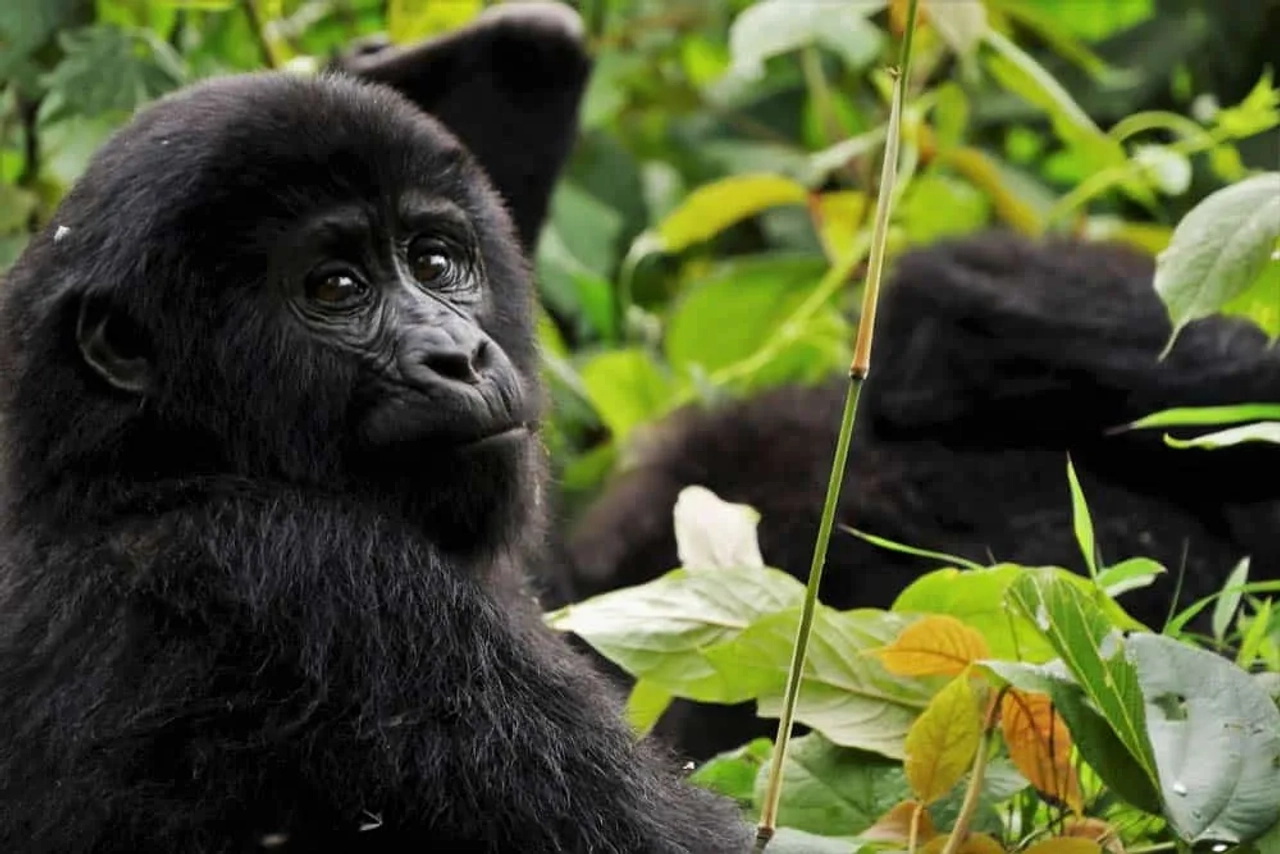 seguro de viaje a Uganda