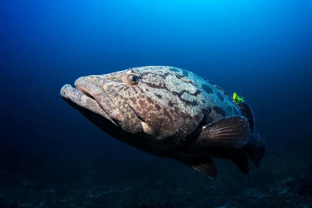 preparativos viaje Mozambique