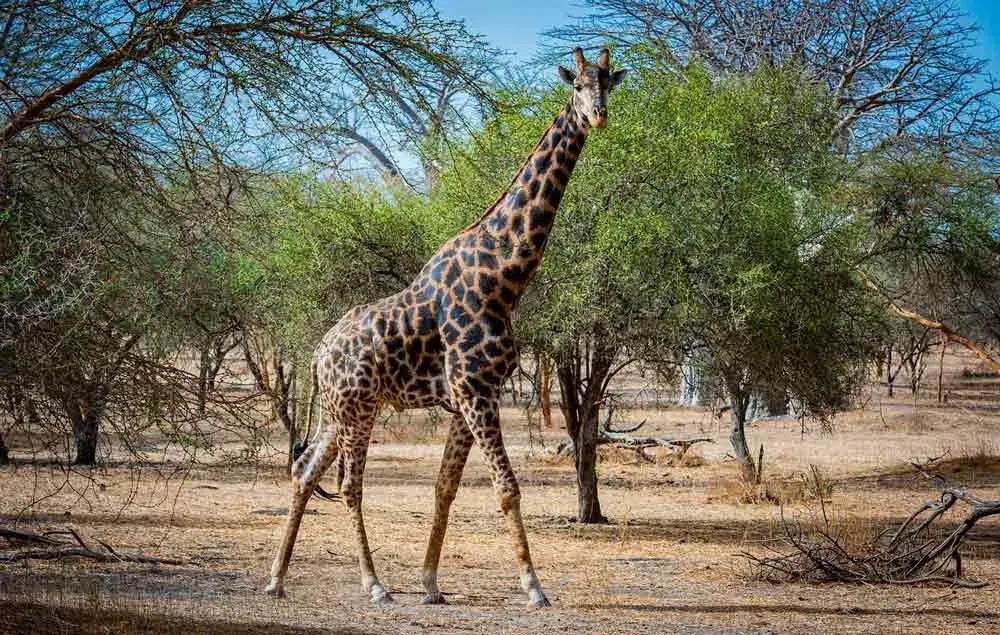 seguridad en los safaris de Senegal