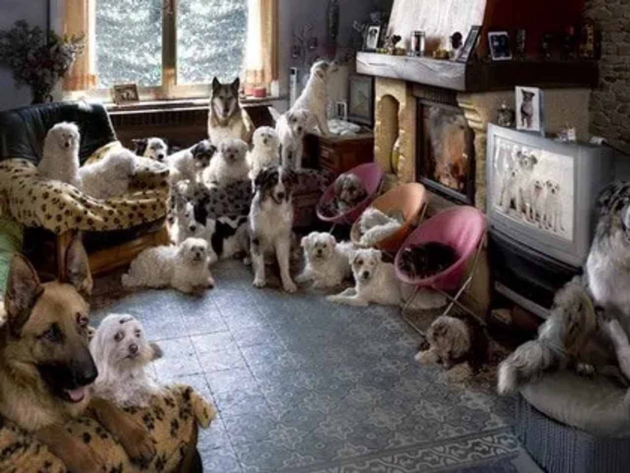 Hacer housesitting