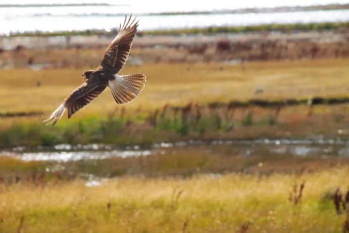 Que hacer en El Calafate