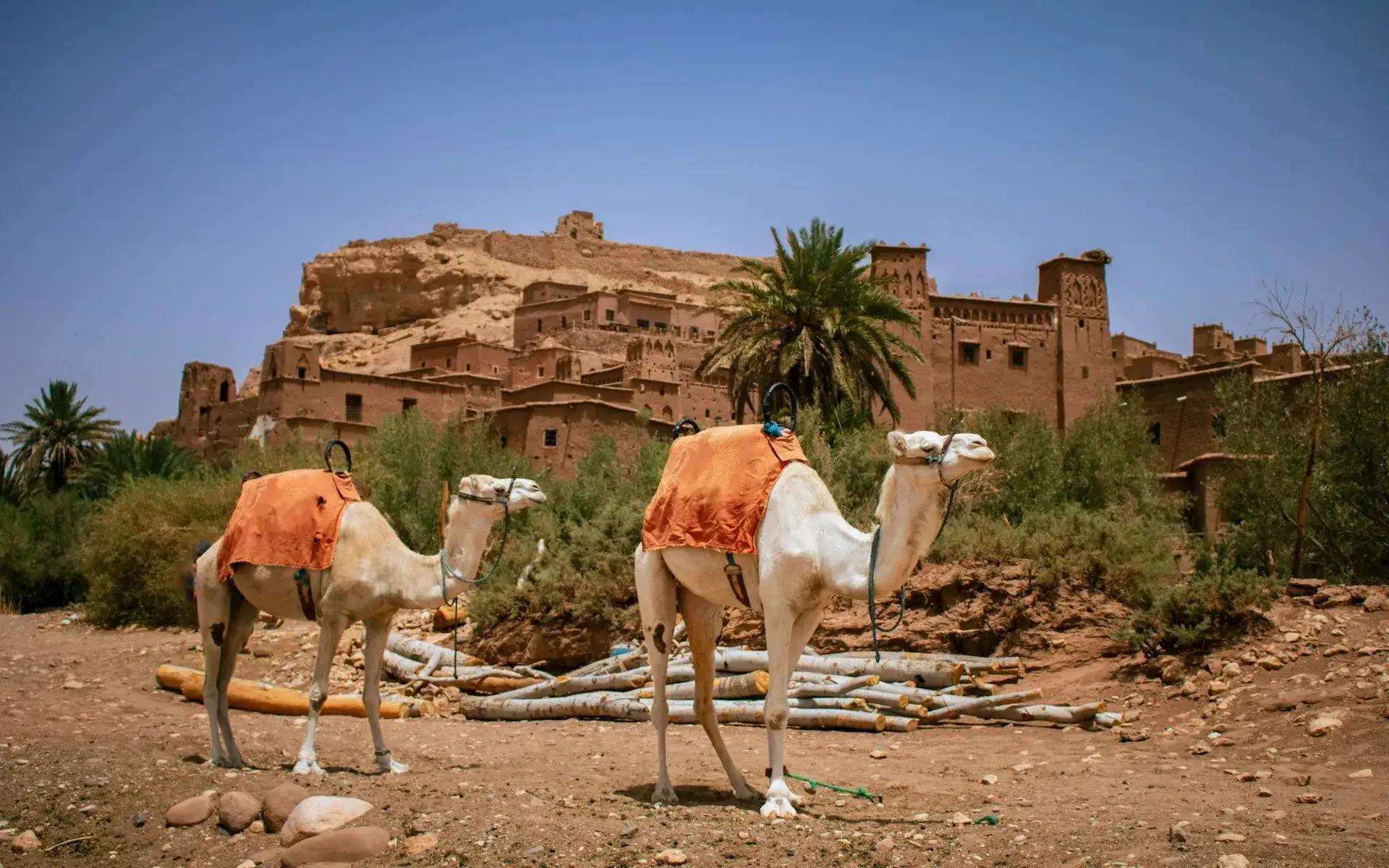 Cammelli davanti allo ksar di Ait Ben Haddou, tappa iconica di un itinerario di 7 giorni in Marocco tra Marrakech, deserto e kasbah storiche.