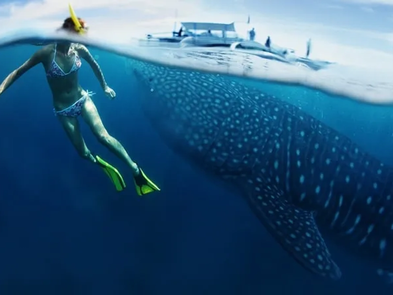 tiburón ballena Filipinas