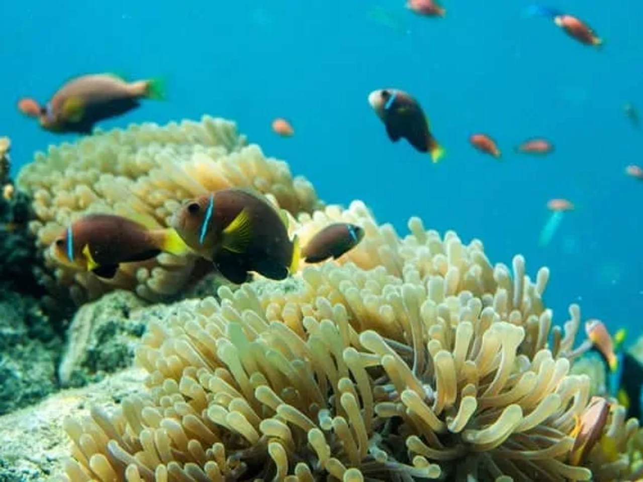 peixes no fundo mar nas maldivas