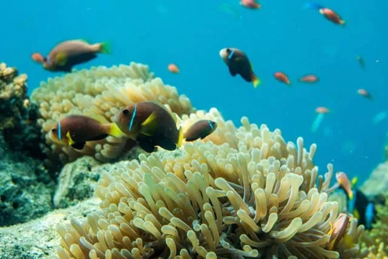 peixes no fundo mar nas maldivas
