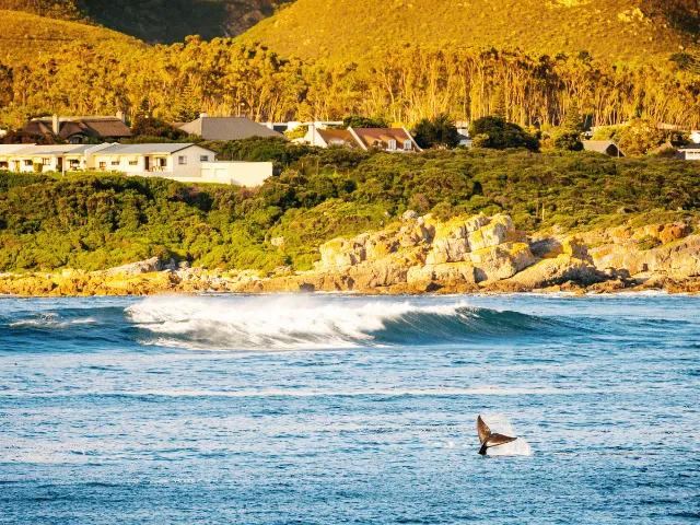 vista do mar com uma montanha verdejante ao fundo e a cuada de uma baleia a sair da agua em hermanus na africa do sul