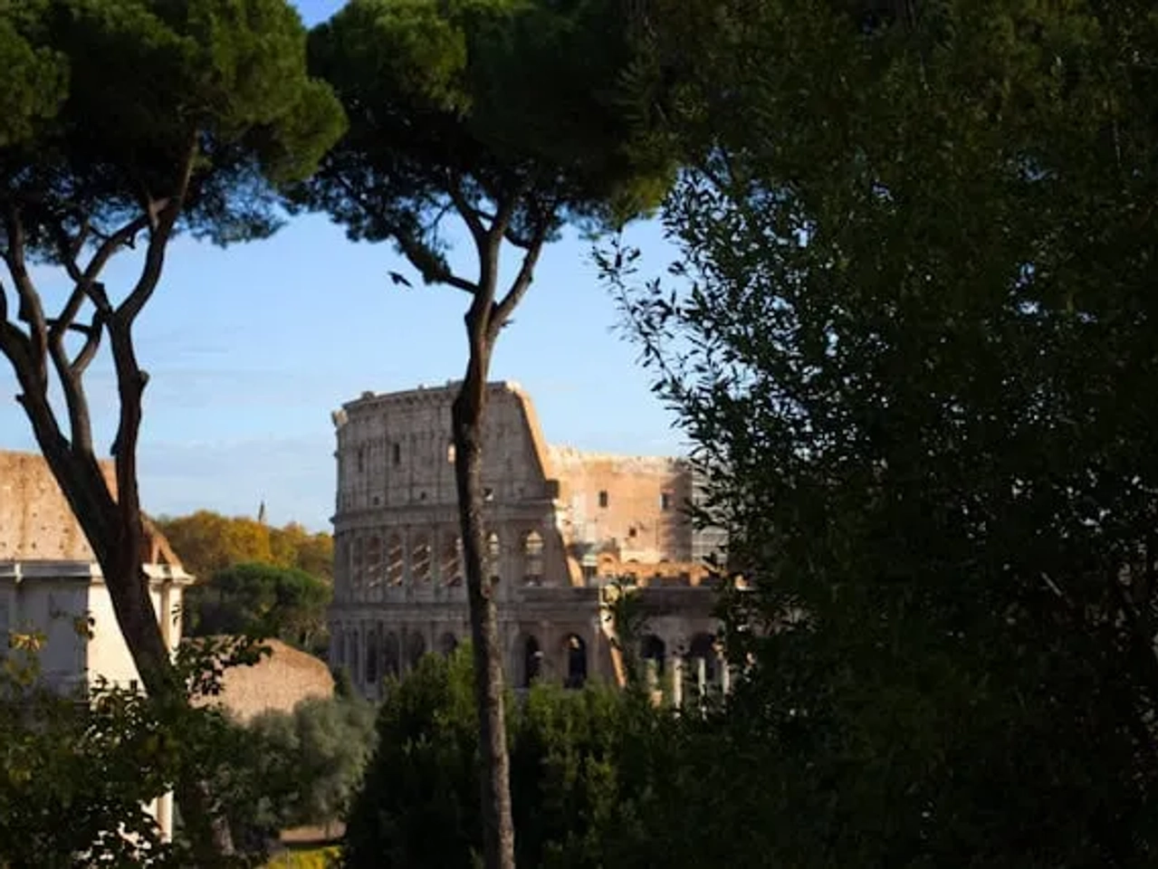 arvores verdes em frente ao coliseu romano
