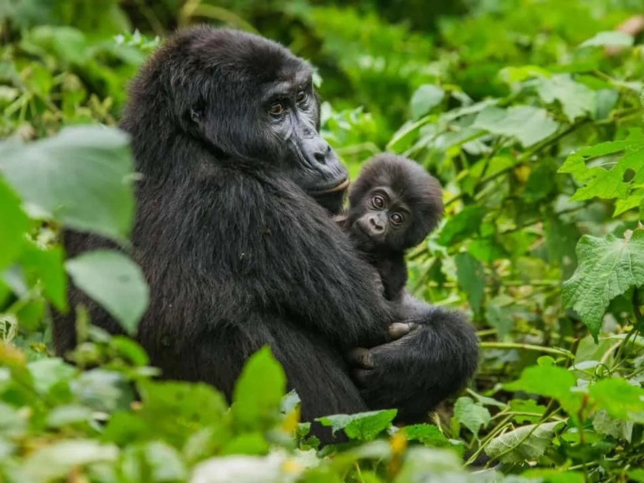 consejos para viajar a Uganda