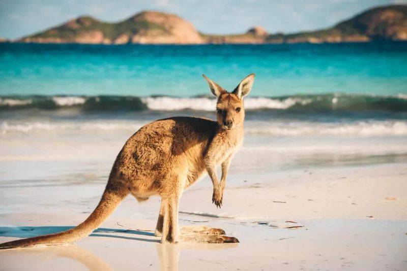 Visto Australiano para Portugueses