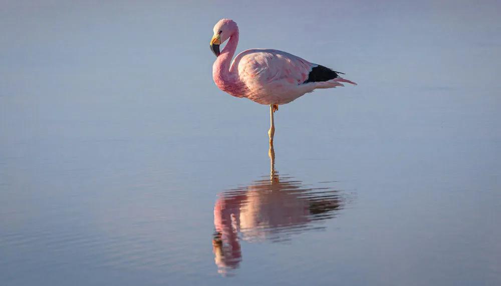 Reserva Nacional de Salinas y Agua Blanca