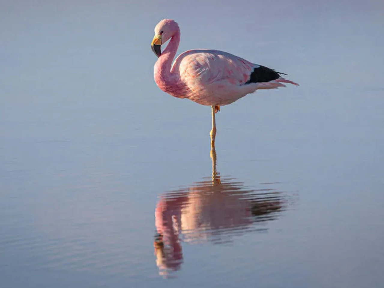 Reserva Nacional de Salinas y Agua Blanca