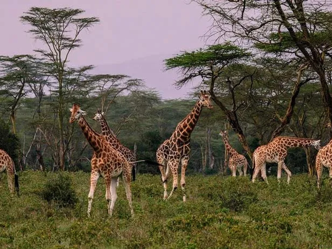 ¿se puede viajar al extranjero?