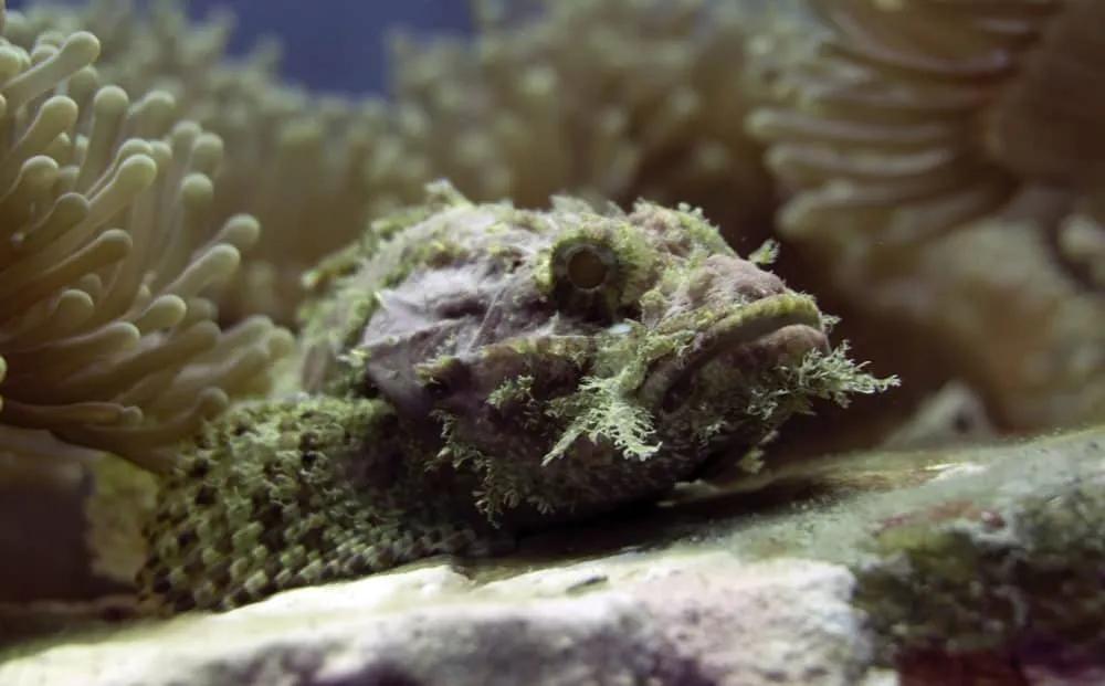 curso de buceo en Koh Tao en español
