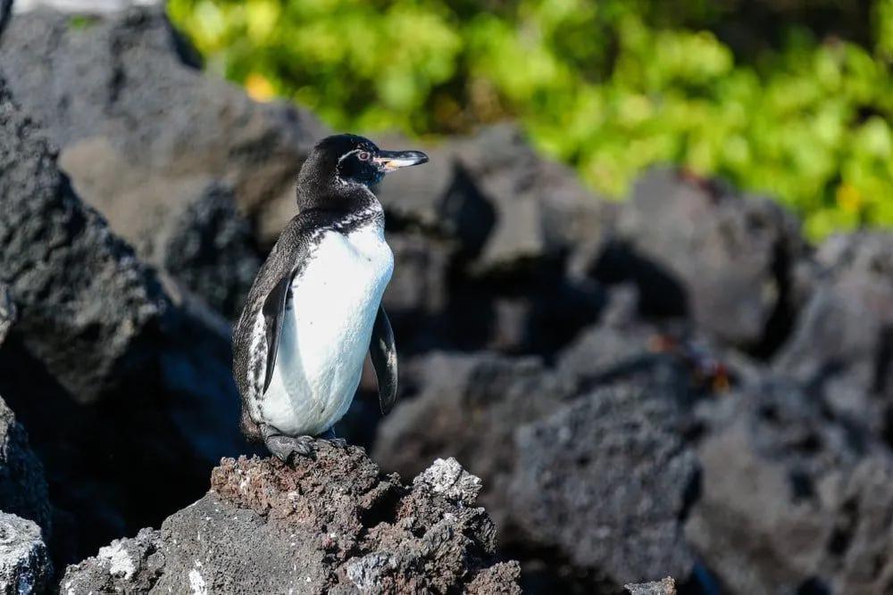 que hacer en Islas Galápagos: ver los pingüinos