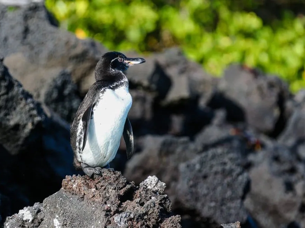 que hacer en Islas Galápagos: ver los pingüinos