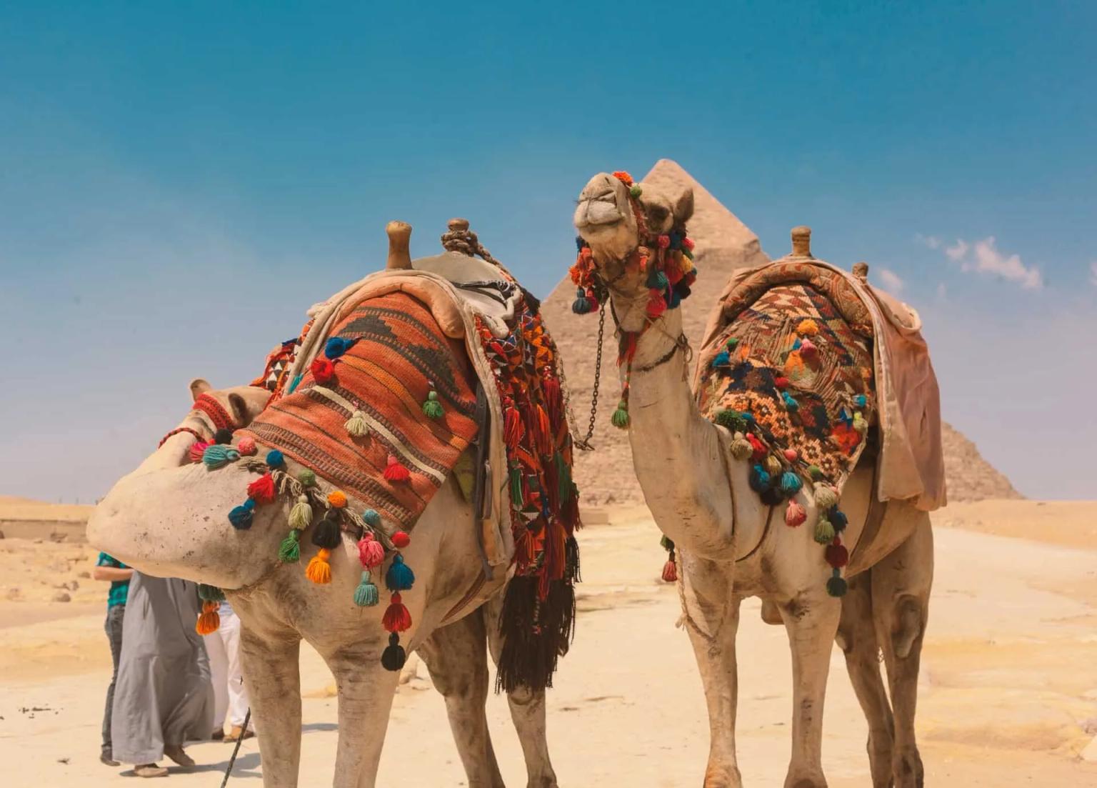 Camelos decorados em frente às pirâmides do Egito sob um céu azul.