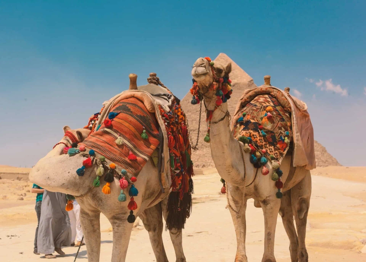 Camelos junto às pirâmides de Gizé durante uma viagem ao Egito