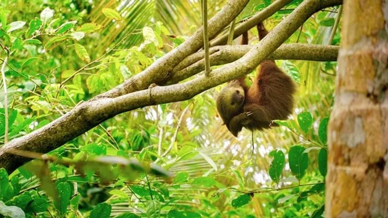 animais na costa rica