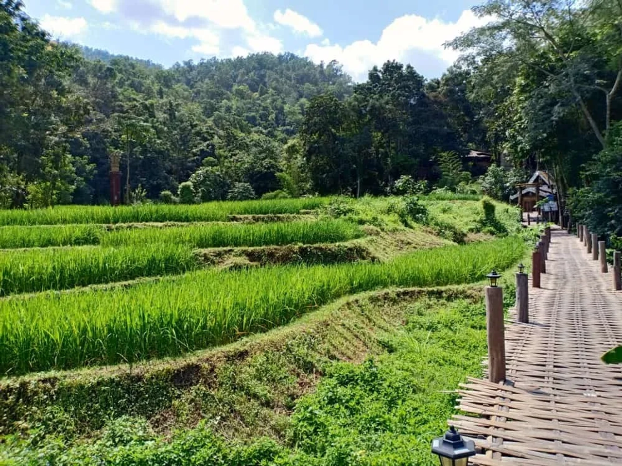Risaie terrazzate verdi a Pai, in Thailandia, con passerella in bambù immersa nella vegetazione.