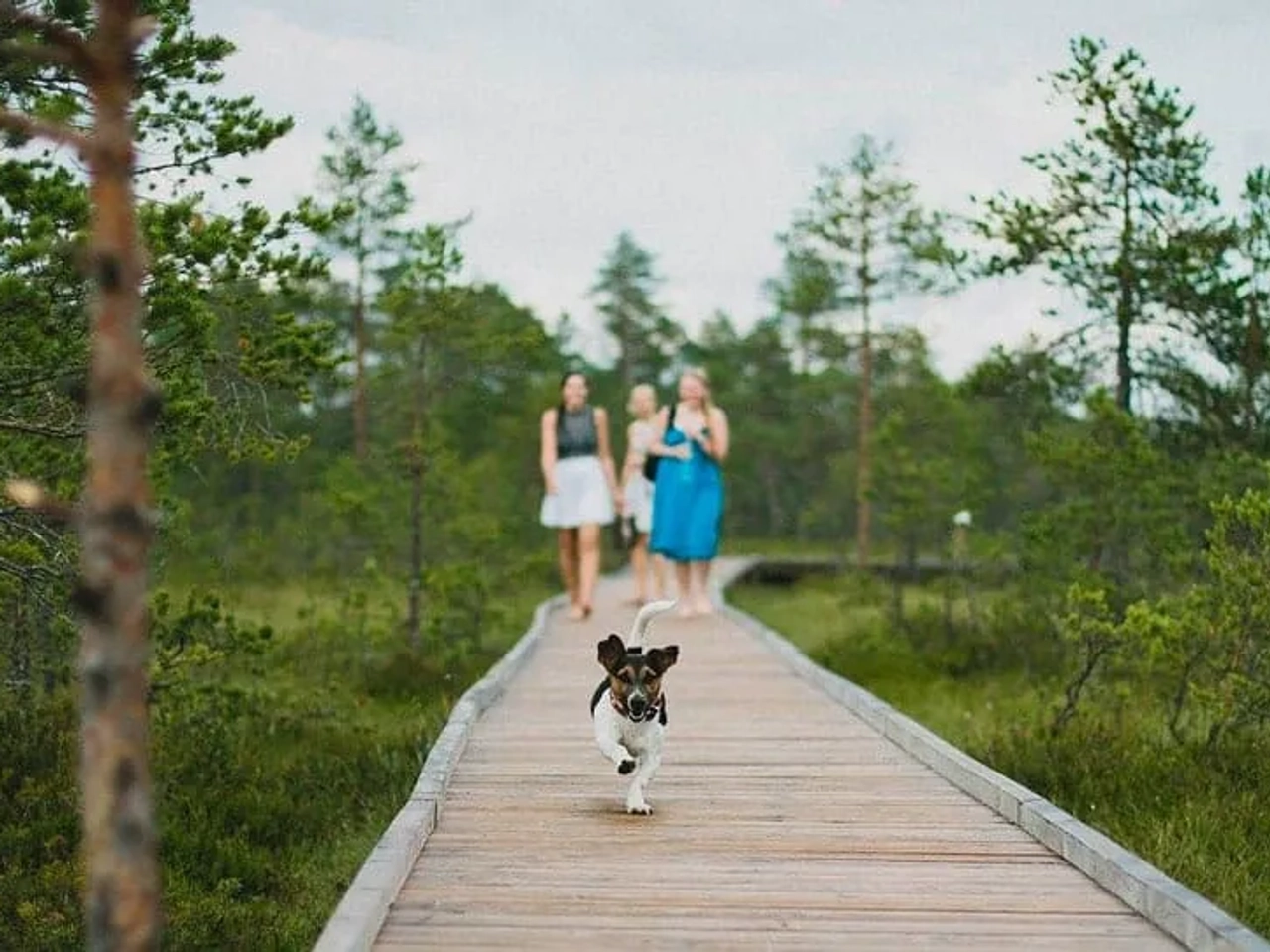 animais de estimaçao com seguro de viagem