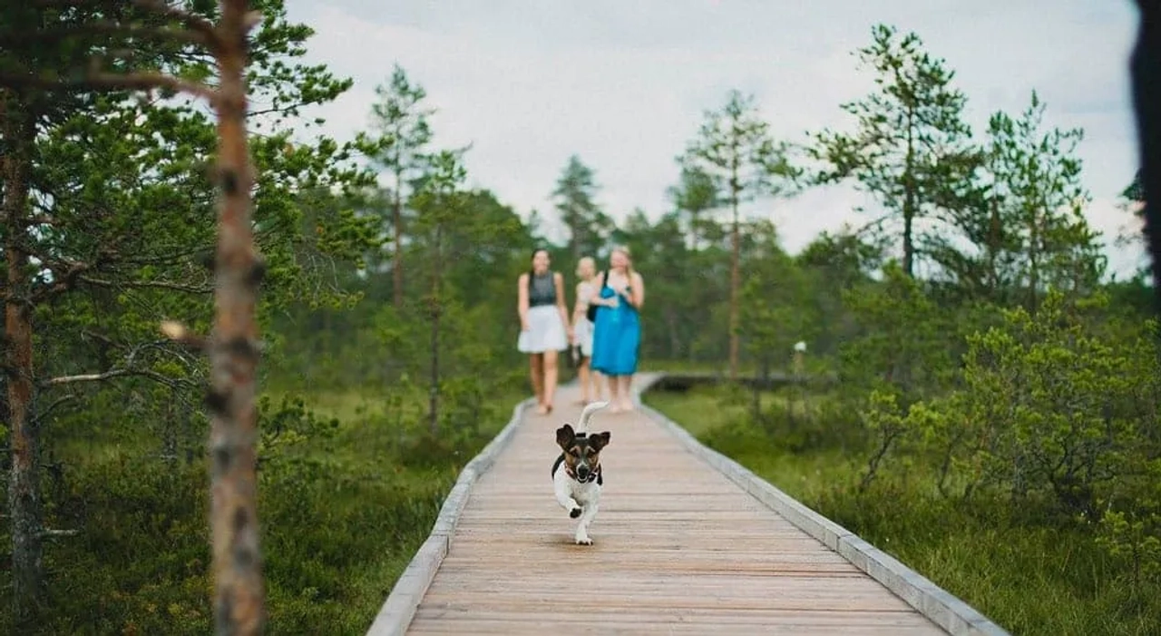animais de estimaçao com seguro de viagem