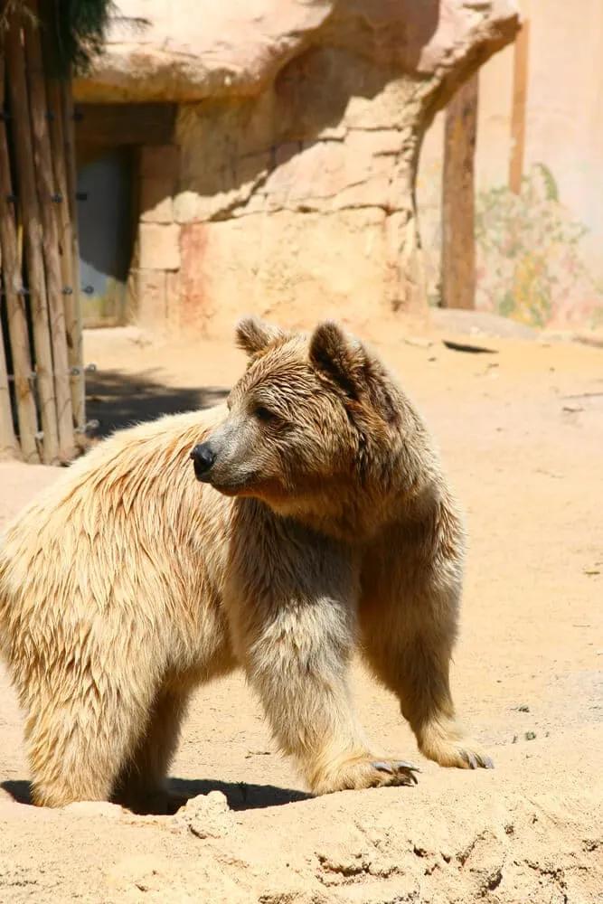 urso no deserto de tabernas