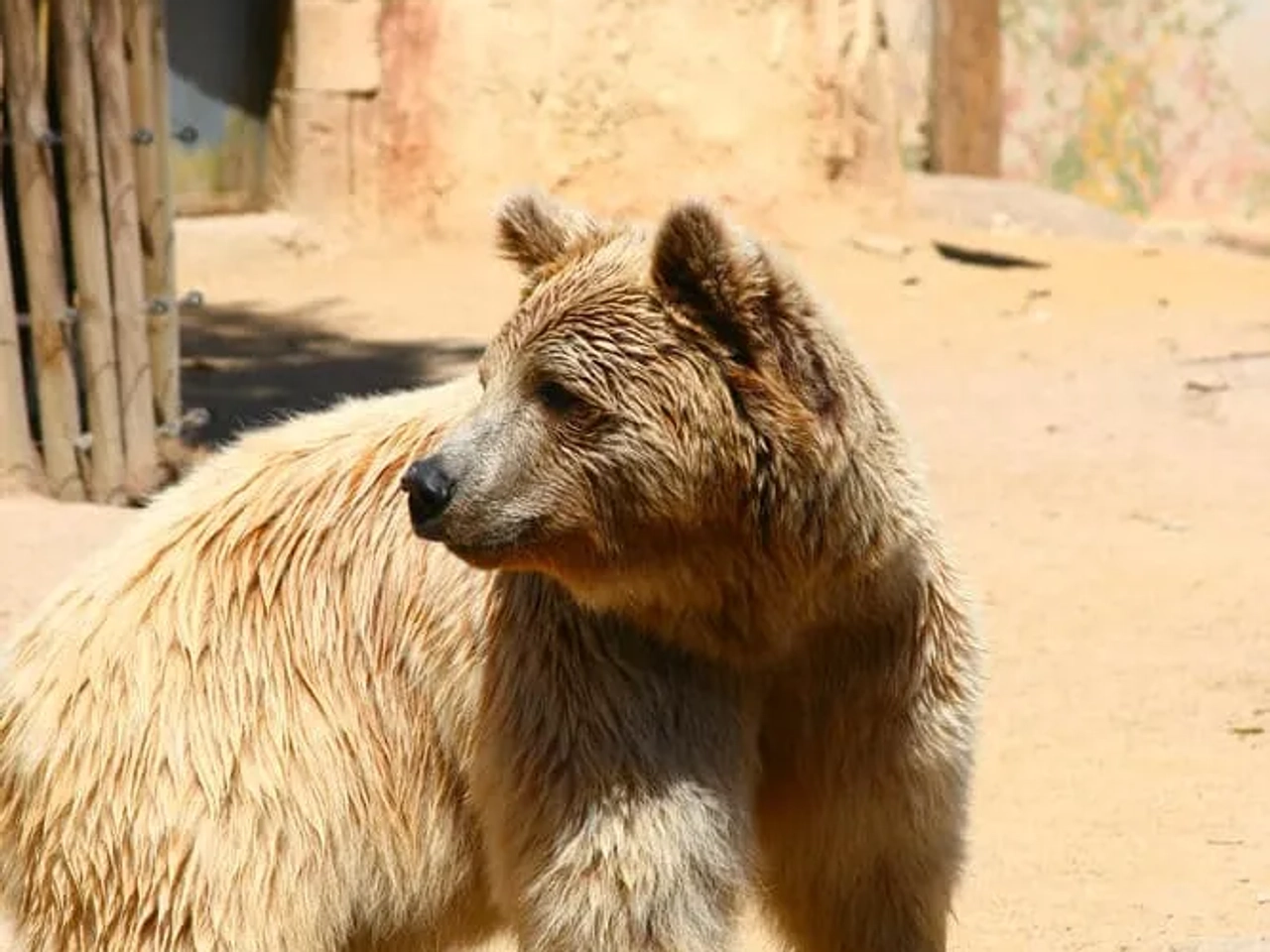 urso no deserto de tabernas