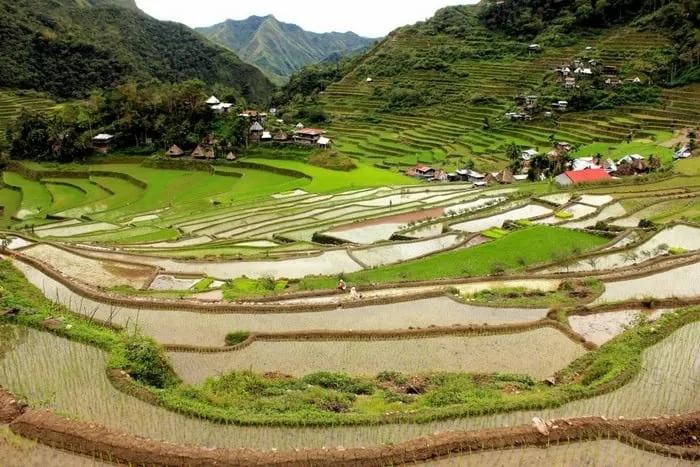 Terrazas de arroz en un paisaje montañoso, con casas dispersas y vegetación.