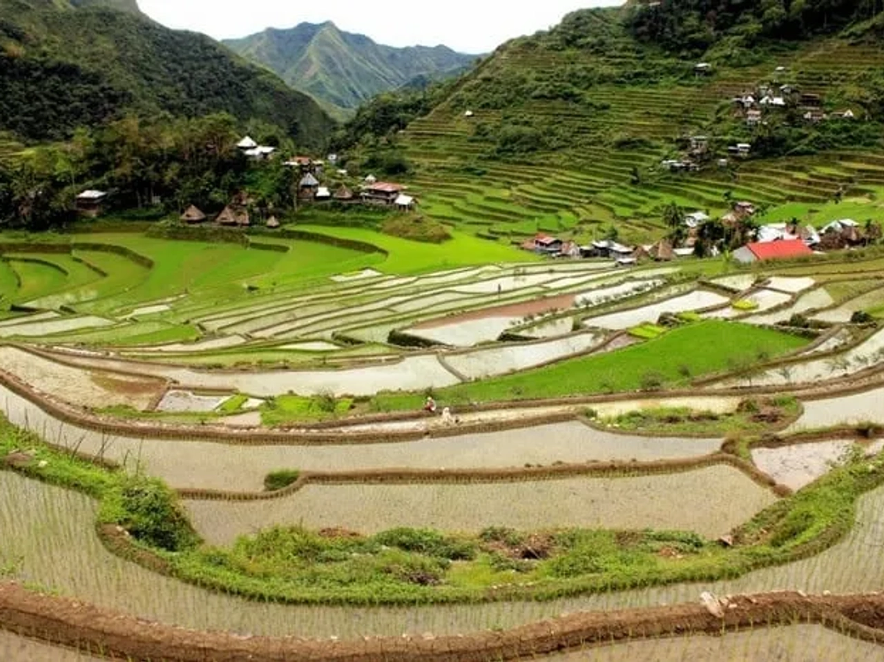 Terrazas de arroz en un paisaje montañoso, con casas dispersas y vegetación.