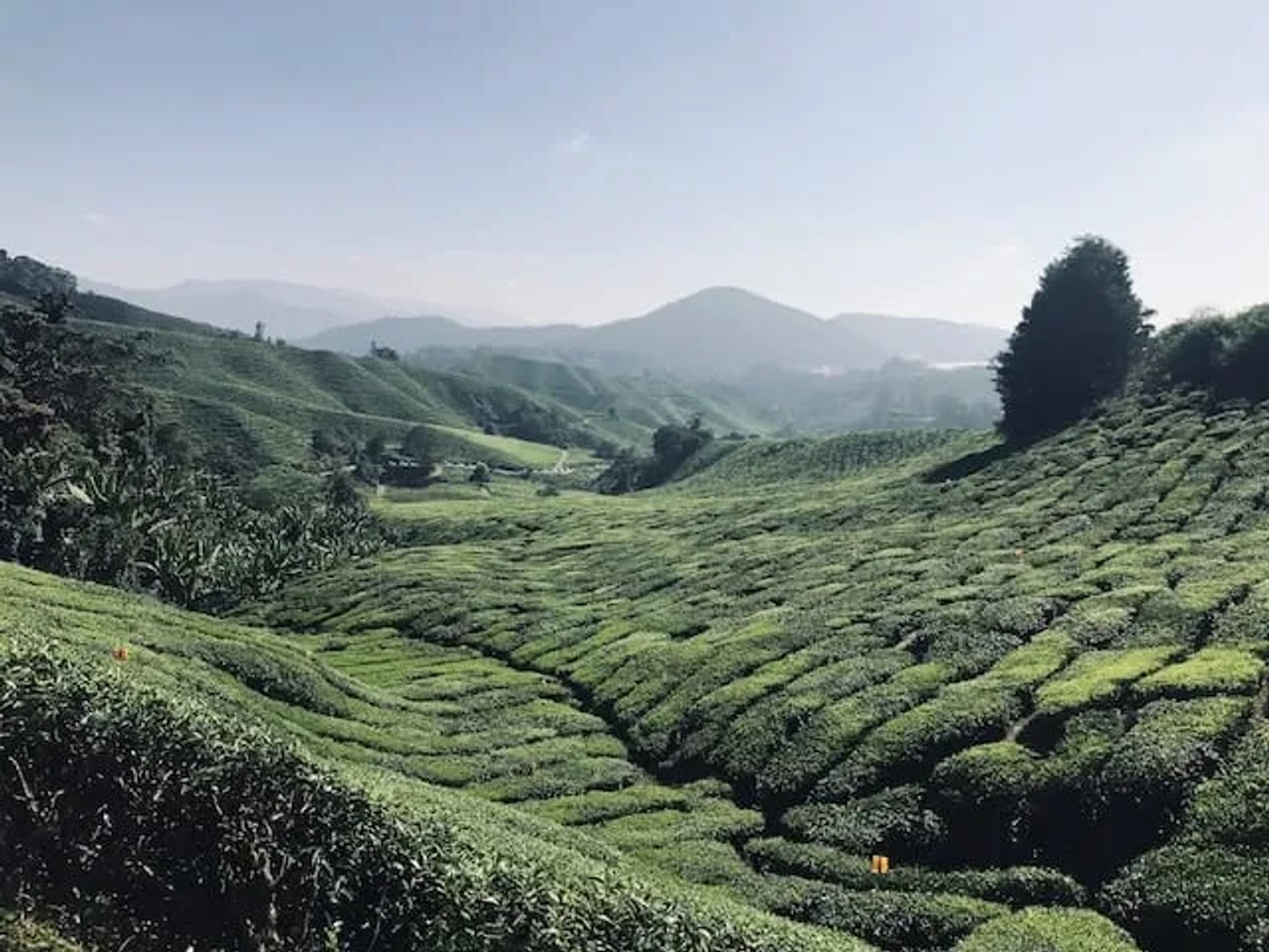 Camron highlands na malasia