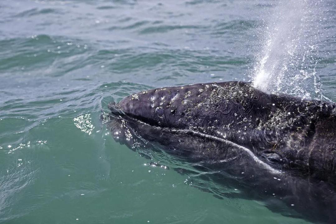 ballenas en Baja California
