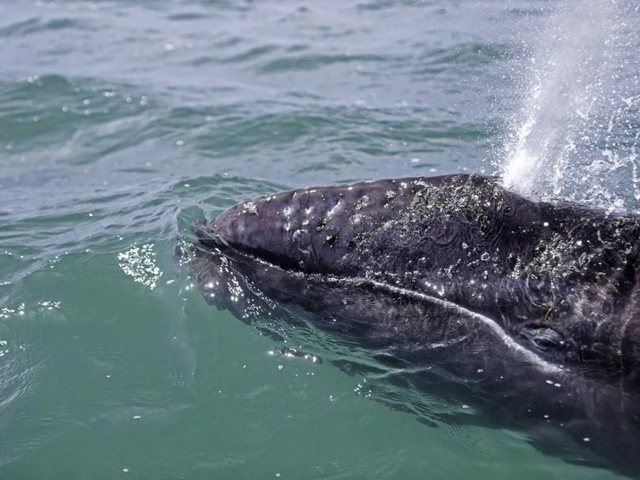 ballenas en Baja California