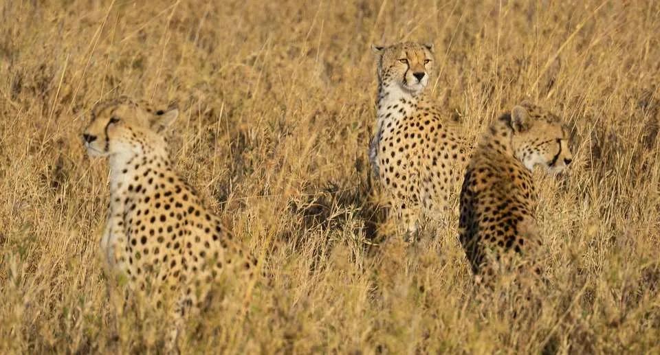 Qué hacer en Tanzania