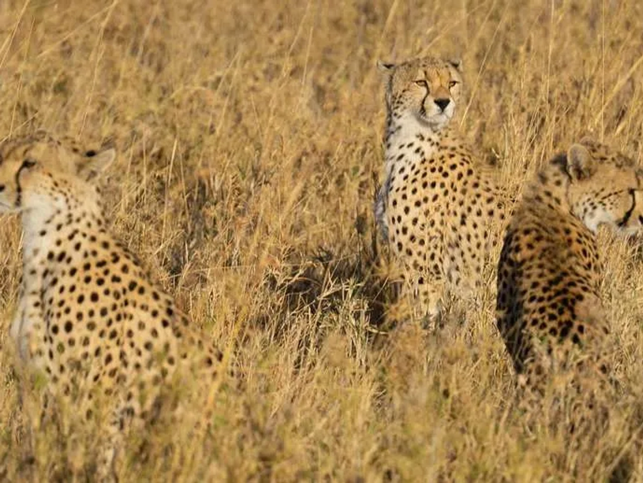 Qué hacer en Tanzania