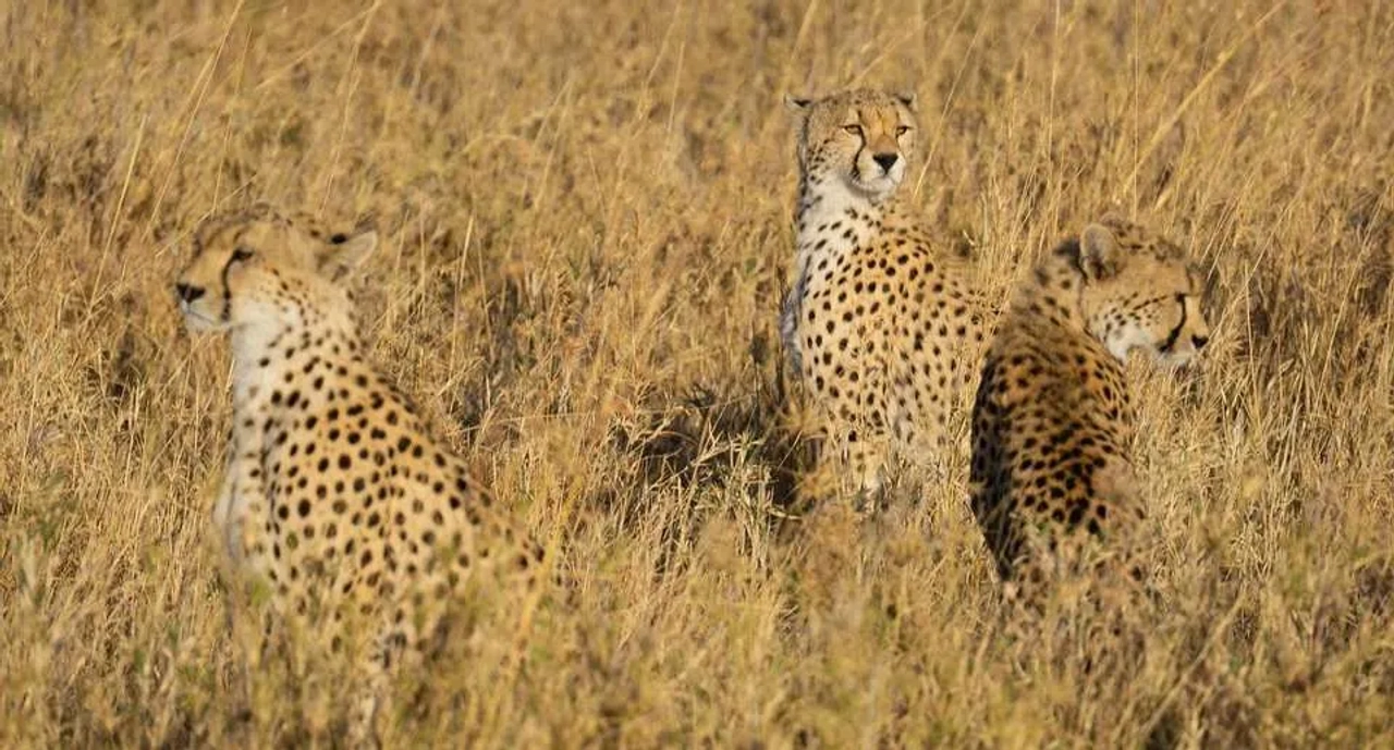 Qué hacer en Tanzania