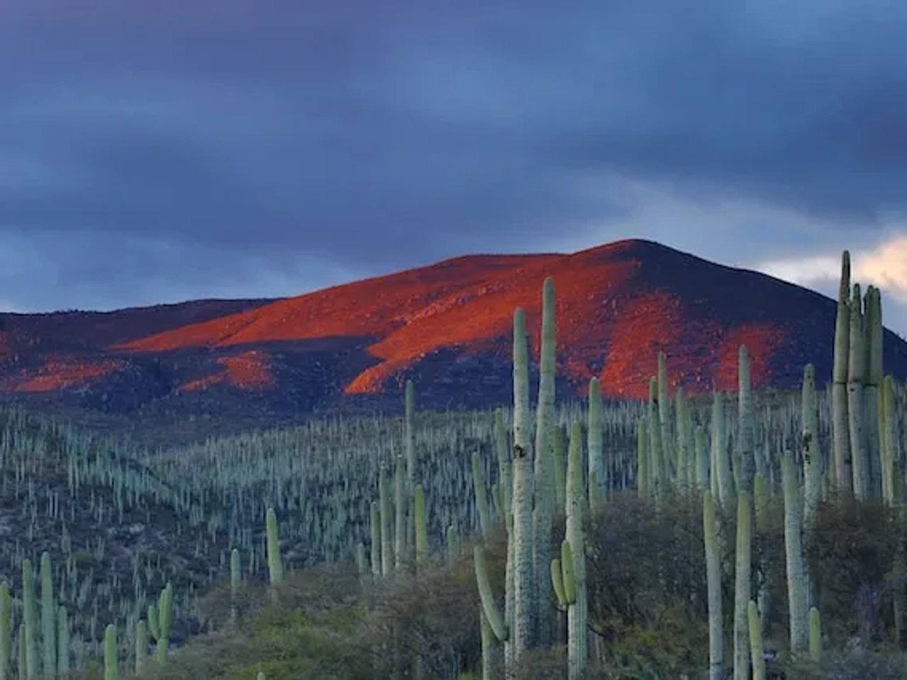 desert in mexico