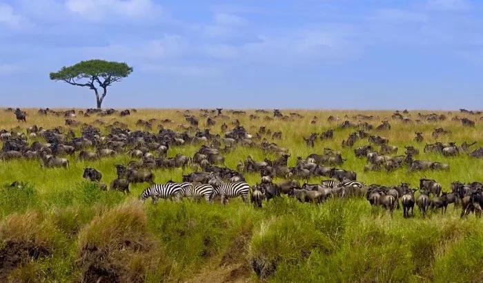 Parque Nacional del Serengueti