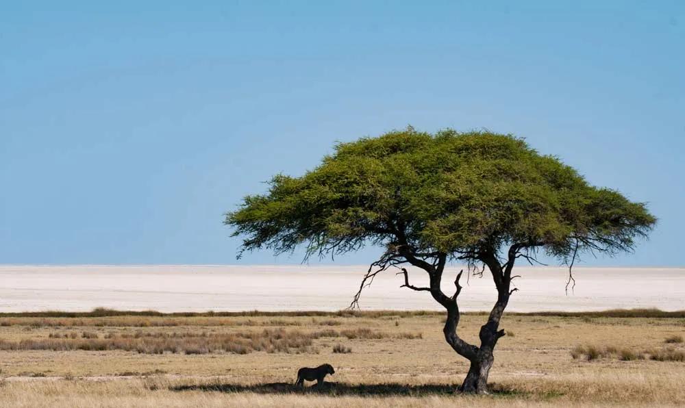 visitar Etosha National Park