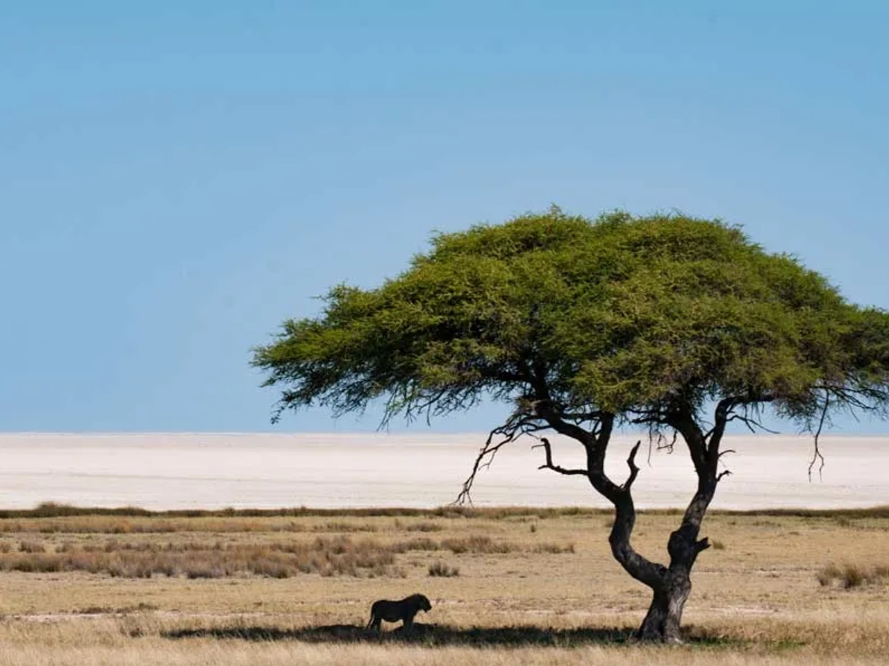 visitar Etosha National Park