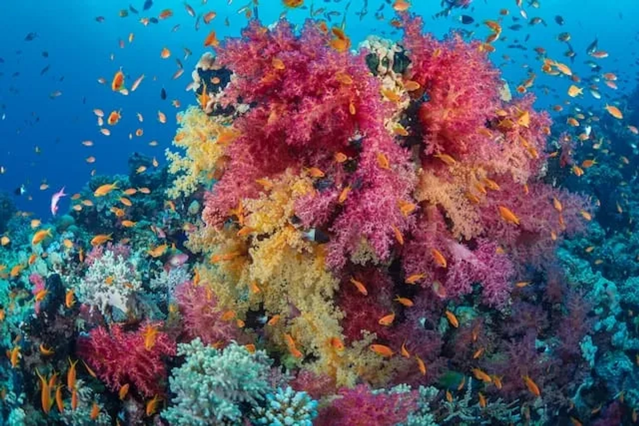 peixes a nadar a volta de um recife com algas cor-de-rosa no egito