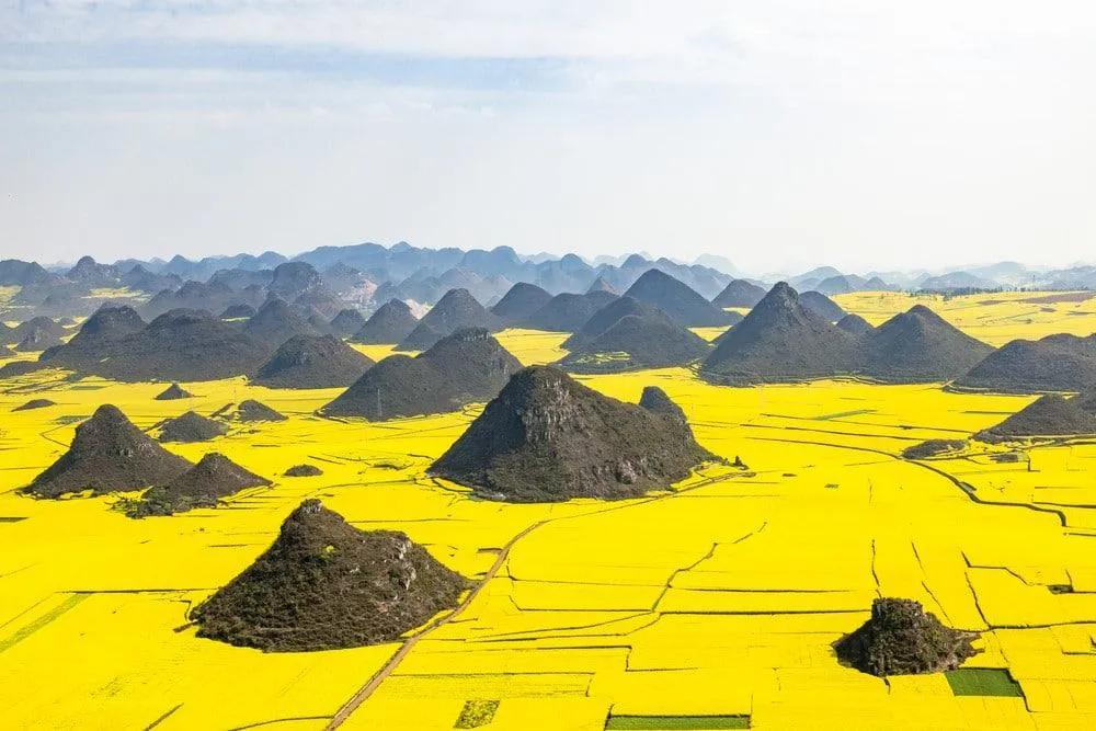 flores amarillas de China