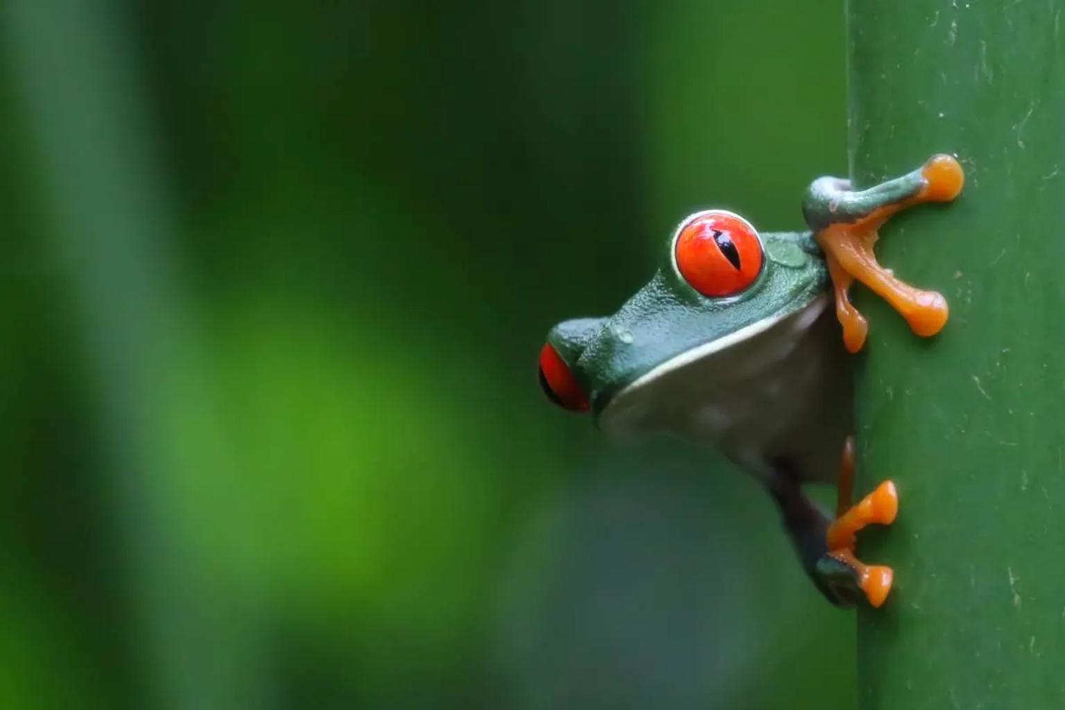 mejores parques nacionales de Costa Rica