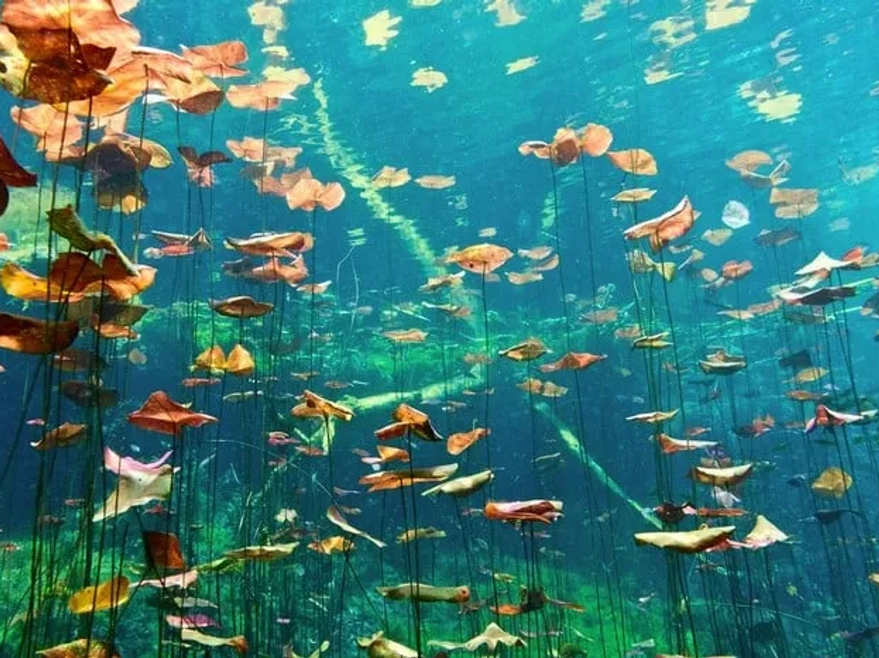 mejores cenotes de Riviera Maya