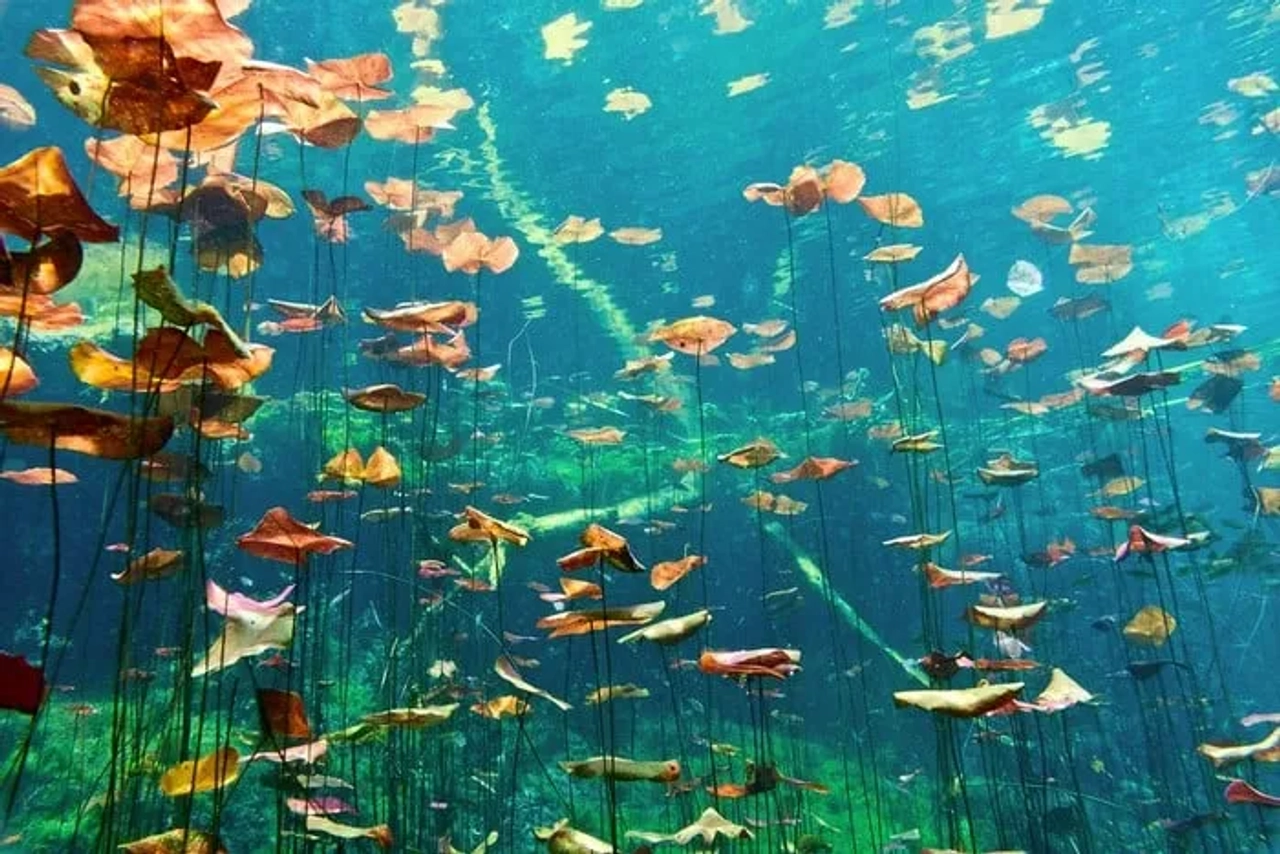 mejores cenotes de Riviera Maya