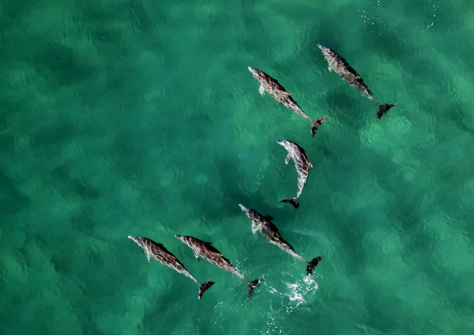 Um grupo de golfinhos nadando em águas cristalinas de Moçambique.