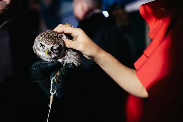 Cafeterías de búhos y cafeterías de gatos