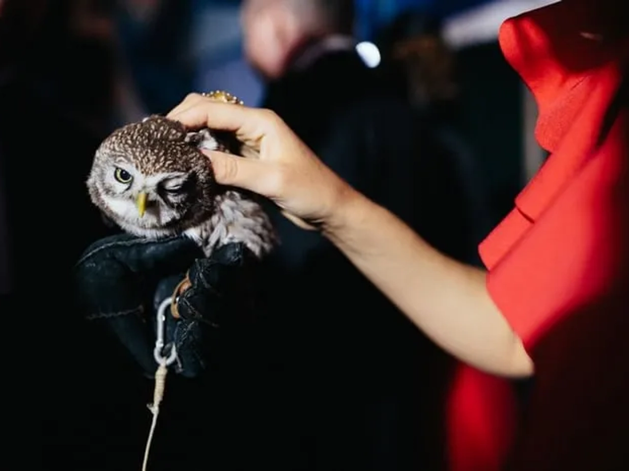 Cafeterías de búhos y cafeterías de gatos
