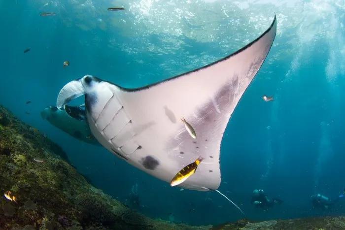 Buceo en Nusa Penida