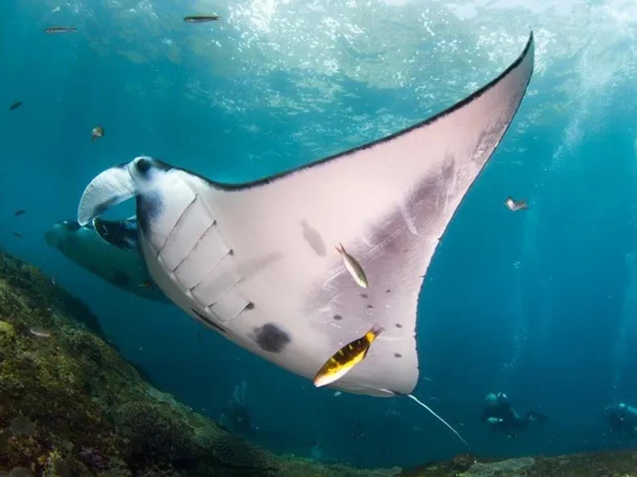 Buceo en Nusa Penida