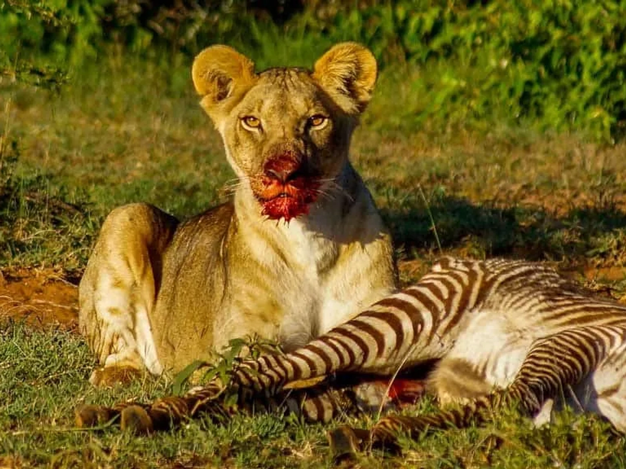 seguro de viaje a Kenia